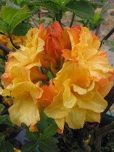 Azalea King Midas